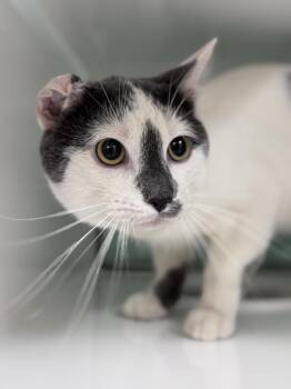 Domestic Short Hair Cats Available for Adoption in Saint Paul, Minnesota - Gnocchi | PetCurious
