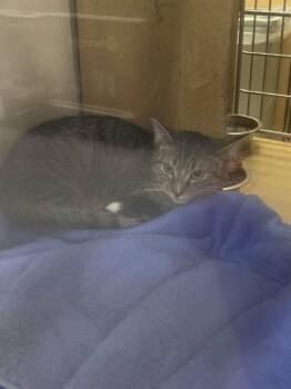 Domestic Short Hair Cats Available for Adoption - Spork | PetCurious