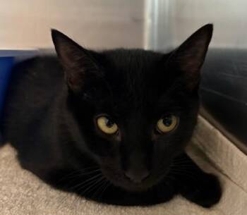 Sonnet -  Domestic Short Hair Cat for Adoption in Savannah, Georgia - Sonnet | PetCurious