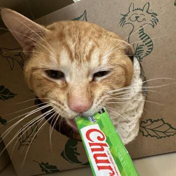 Domestic Short Hair Cats Available for Adoption in Fairport, New York - Cody | PetCurious