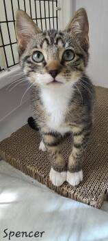 Rescue Domestic Short Hair Cats for Adoption in Key Largo, Florida - Spencer | PetCurious