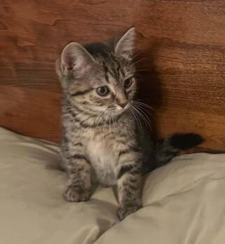 Boop -  Domestic Short Hair Cat for Adoption in Warren, Pennsylvania - Boop | PetCurious