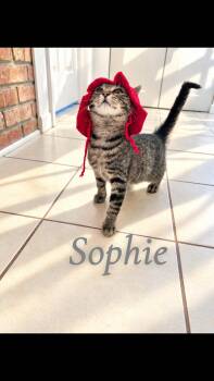 Sophie -  Tabby Cat for Adoption in Saginaw, Michigan - Sophie | PetCurious