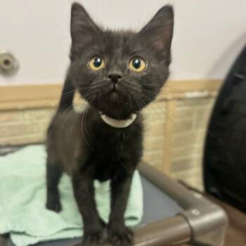 Krusty Krab Pizza! -  Domestic Short Hair Cat for Adoption in Davenport, Iowa - Krusty Krab Pizza! | PetCurious