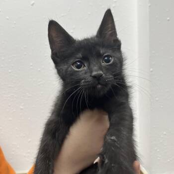 Domestic Short Hair Cats Available for Adoption in Chicago, Illinois - Hook | PetCurious