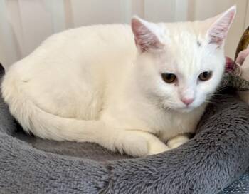 Sonny - Beautiful White male -  Domestic Medium Hair Cat for Adoption in Houston, Texas - Sonny - Beautiful White Male | PetCurious