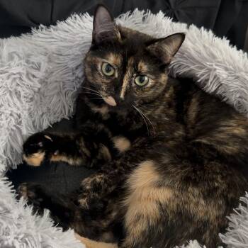 Tumi -  Domestic Short Hair Cat for Adoption in Indianapolis, Indiana - Tumi | PetCurious