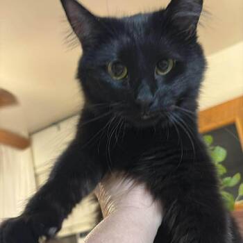 Mini Mange Taylor -  Domestic Long Hair Cat for Adoption in Eagle Mountain, Utah - Mini Mange Taylor | PetCurious