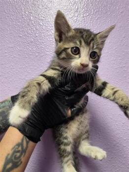 Domestic Short Hair Cats Available for Adoption in El Paso, Texas - Kit 2 | PetCurious