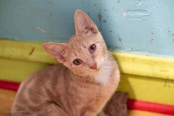 Rescue Domestic Short Hair Cats for Adoption in Maywood, Illinois - Fawn | PetCurious