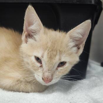 Sephiroth -  Domestic Short Hair Cat for Adoption in Lake Panasoffkee, Florida - Sephiroth | PetCurious