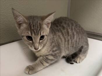 A048515 -  Domestic Short Hair Cat for Adoption in Tracy, California - A048515 | PetCurious