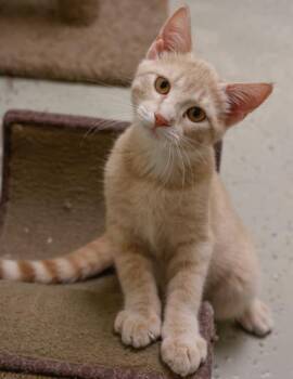 Ricky -  Domestic Short Hair Cat for Adoption in Verona, Wisconsin - Ricky | PetCurious