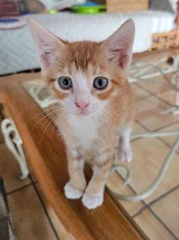 Rescue Domestic Short Hair Cats for Adoption in Naples, Florida - Dooley | PetCurious