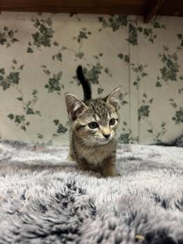 Rescue Domestic Short Hair Cats for Adoption in Shelby County, Texas - Squirrel | PetCurious