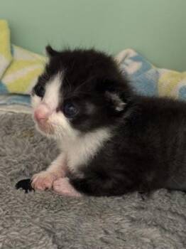 Domestic Short Hair Cats Available for Adoption in North Charleston, South Carolina - 94177a | PetCurious