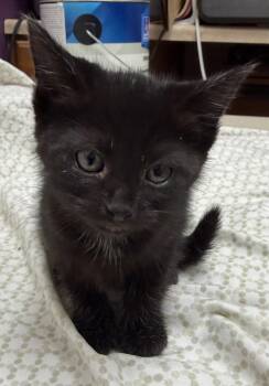 Big Tony -  Domestic Short Hair Cat for Adoption in Elkins, West Virginia - Big Tony | PetCurious