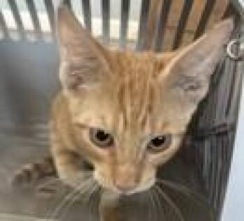 Pafford -  Domestic Short Hair Cat for Adoption in West Memphis, Arkansas - Pafford | PetCurious