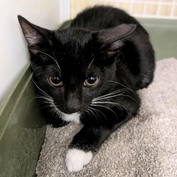 Sour Dough -  Domestic Short Hair Cat for Adoption in Buffalo, New York - Sour Dough | PetCurious