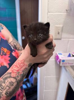 Dale -  Domestic Short Hair Cat for Adoption in Johnson City, Tennessee - Dale | PetCurious
