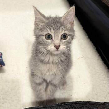 Domestic Short Hair Cats Available for Adoption in Baltimore, Maryland - Kombucha | PetCurious