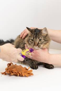 Domestic Long Hair Cats Available for Adoption - Cleo | PetCurious