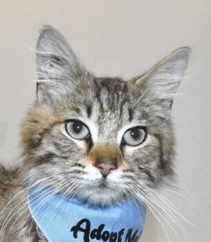 Murphy -  Domestic Long Hair Cat for Adoption in Springfield, Ohio - Murphy | PetCurious