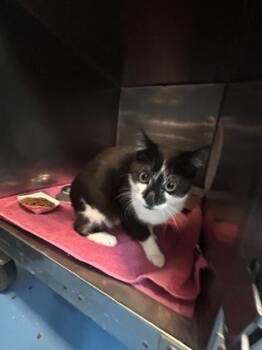 Ranger -  Domestic Short Hair Cat for Adoption in El Paso, Texas - Ranger | PetCurious