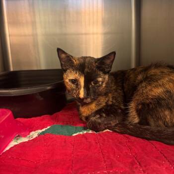 Bridget -  Domestic Short Hair Cat for Adoption in Lake Jackson, Texas - Bridget | PetCurious