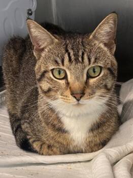 Domestic Short Hair Cats Available for Adoption in West Chester, Pennsylvania - Harmonize | PetCurious