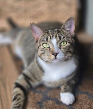 Felix -  Domestic Short Hair Cat for Adoption in Wilmington, North Carolina - Felix | PetCurious