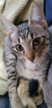 Sparrow -  Tabby Cat for Adoption in Syracuse, New York - Sparrow | PetCurious