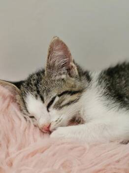 **Cat Cafe** Fritz -  Domestic Short Hair Cat Available for Adoption in Topeka, Kansas - **Cat Cafe** Fritz | PetCurious
