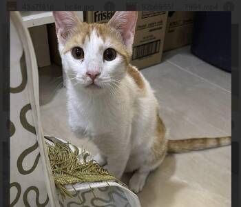 Sema -  Domestic Short Hair and Egyptian Mau Cat Available for Adoption in Randolph, Massachusetts - Sema | PetCurious