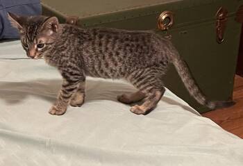 Ramona -  Domestic Short Hair Cat for Adoption in Little Rock, Arkansas - Ramona | PetCurious
