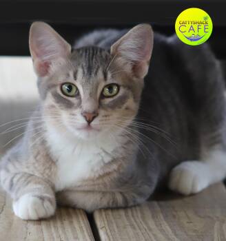 Rescue Domestic Short Hair Cats for Adoption in North Fort Myers, Florida - Sequoia _ CSC | PetCurious