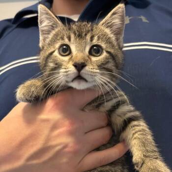 Domestic Short Hair Cats Available for Adoption - Athena | PetCurious