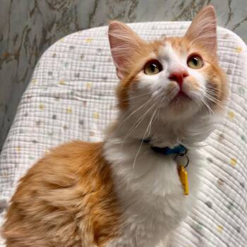 Domestic Long Hair Cats Available for Adoption - BUTTERSCOTCH | PetCurious