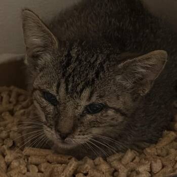 Domestic Short Hair Cats Available for Adoption in Yuma, Arizona - Celine | PetCurious