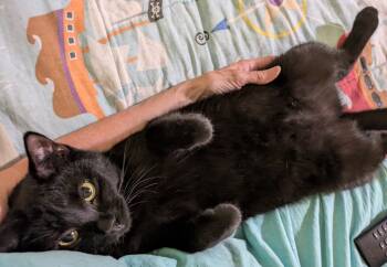 Rescue Domestic Short Hair Cats for Adoption in Youngsville, North Carolina - Natalia25F | PetCurious