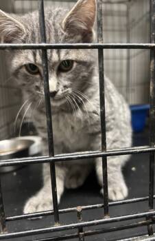 Rescue Domestic Short Hair Cats for Adoption in Anderson, Indiana - Ranger | PetCurious