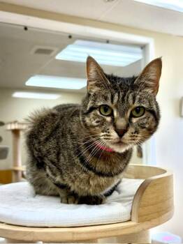Bailey -  Domestic Short Hair Cat for Adoption in Medina, Ohio - Bailey | PetCurious