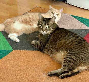 Domestic Short Hair Cats Available for Adoption - Waffle *MUST BE ADOPTED WITH PEACH* | PetCurious