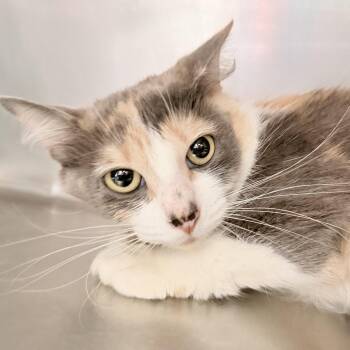 Domestic Short Hair Cats Available for Adoption in Oakland, California - Hugs (bonded W/ Snuggles) | PetCurious