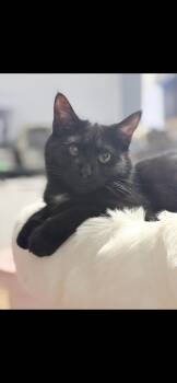 Domestic Short Hair Cats Available for Adoption - Inky | PetCurious