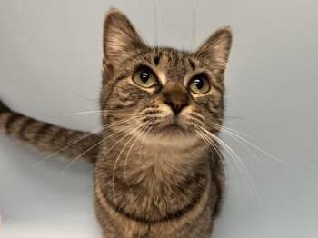 Sweetie -  Domestic Short Hair Cat for Adoption in Woodbury, Minnesota - Sweetie | PetCurious