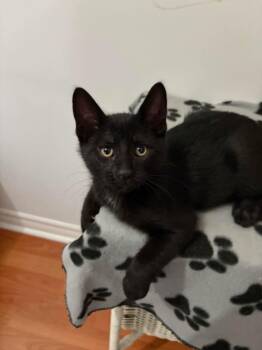 Minerva -  Domestic Short Hair Cat Available for Adoption in Ridgetown, Ontario - Minerva | PetCurious