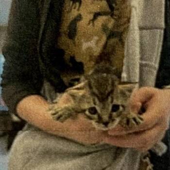 Domestic Short Hair Cats Available for Adoption in Brevard, North Carolina - Yoshi | PetCurious