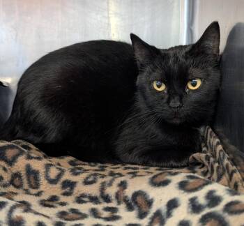 Cream Puff (Empty-Nester) -  Domestic Short Hair Cat for Adoption in Marietta, Ohio - Cream Puff (Empty-Nester) | PetCurious