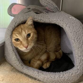 Domestic Short Hair Cats Available for Adoption - Cat 03/16/2026 | PetCurious